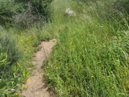 Flora del Cerro Masatrigo